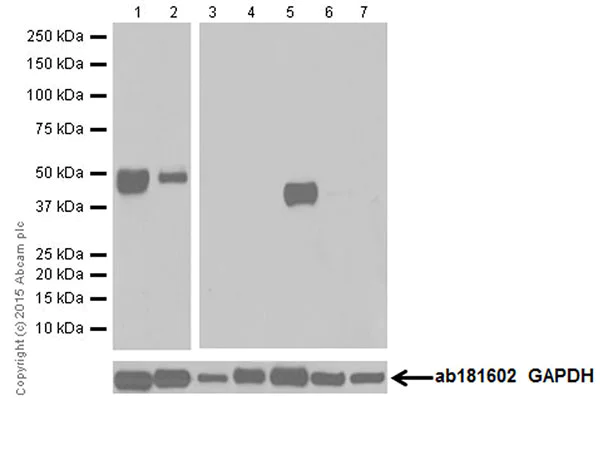 Western blot - Anti-Dnmt3L antibody [EPR18774] - BSA and Azide free (AB251178)
