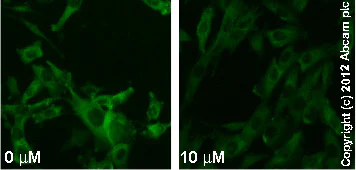 Functional Studies - DNQX disodium salt, AMPA / kainate antagonist (AB120169)