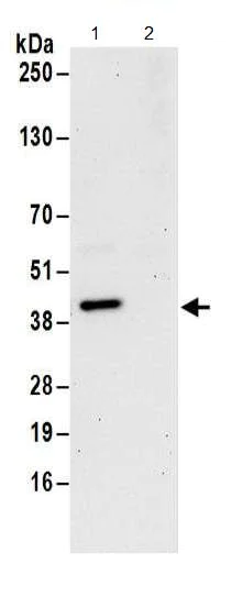 Immunoprecipitation - Anti-DNTTIP1/TDIF1 antibody (AB174663)
