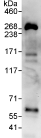 Immunoprecipitation - Anti-DOCK10 antibody (AB75258), expandable thumbnail