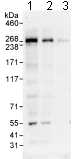Western blot - Anti-DOCK10 antibody (AB75258), expandable thumbnail