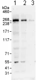 Western blot - Anti-DOCK10 antibody (AB75258)