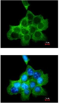Immunocytochemistry/ Immunofluorescence - Anti-DOCK180 antibody (AB97325)
