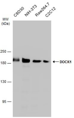 Western blot - Anti-DOCK180 antibody (AB97325)