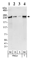 Western blot - Anti-DOCK4 antibody (AB85723)