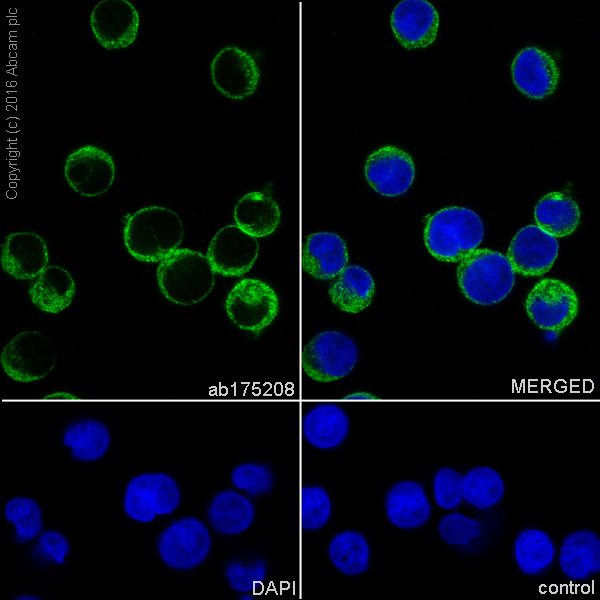 Immunocytochemistry/ Immunofluorescence - Anti-DOCK8 antibody [EPR12511] - BSA and Azide free (AB240182), expandable thumbnail