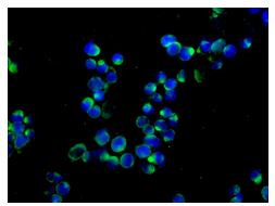 Immunocytochemistry/ Immunofluorescence - Anti-DOCK8 antibody [EPR12511] - BSA and Azide free (AB240182), expandable thumbnail