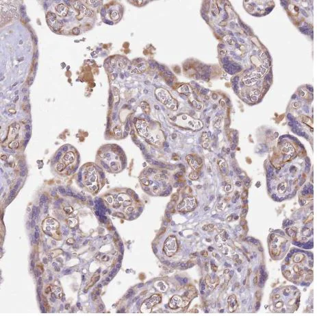 Immunohistochemistry (Formalin/PFA-fixed paraffin-embedded sections) - Anti-DOCK9/Trg antibody (AB204421)