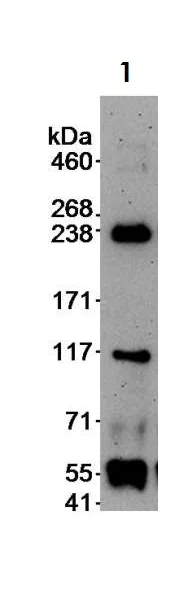 Immunoprecipitation - Anti-DOCK9/Trg antibody (AB70272)