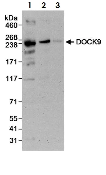 Western blot - Anti-DOCK9/Trg antibody (AB70272)