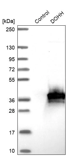 Western blot - Anti-DOHH antibody (AB254866)