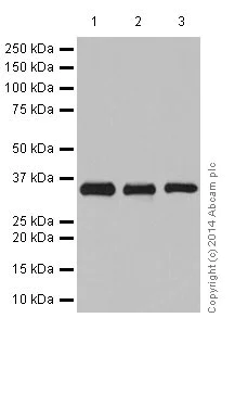 Western blot - Anti-DOHH antibody [EPR16730] (AB197587)