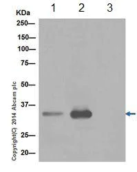 Immunoprecipitation - Anti-DOHH antibody [EPR16730] - BSA and Azide free (AB240975)
