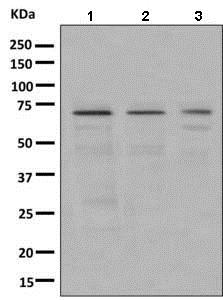 Western blot - Anti-DOK1 antibody [EPR3228(2)] - BSA and Azide free (AB249202), expandable thumbnail
