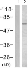 Western blot - Anti-DOK1 (phospho Y398) antibody (AB75741)