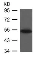Western blot - Anti-DOK2 antibody (AB131488)