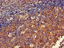 Immunohistochemistry (Formalin/PFA-fixed paraffin-embedded sections) - Anti-DOK3 antibody (AB236609), expandable thumbnail