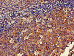 Immunohistochemistry (Formalin/PFA-fixed paraffin-embedded sections) - Anti-DOK3 antibody (AB236609)