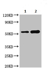 Western blot - Anti-DOK3 antibody (AB236609), expandable thumbnail