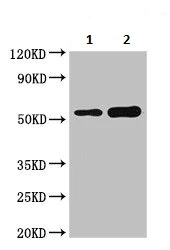 Western blot - Anti-DOK3 antibody (AB236609)
