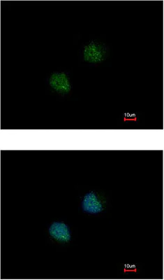 Immunocytochemistry/ Immunofluorescence - Anti-DOM3Z antibody (AB152135)