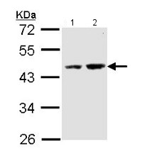 Western blot - Anti-DOM3Z antibody (AB152135), expandable thumbnail