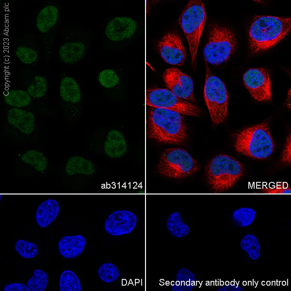 Immunocytochemistry/ Immunofluorescence - Anti-DOM3Z antibody [EPR27511-140] - BSA and Azide free (AB314125)