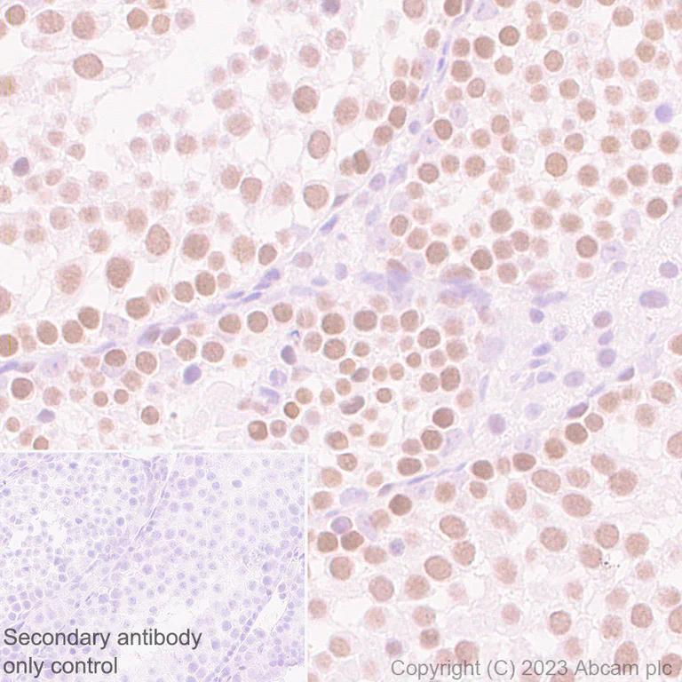 Immunohistochemistry (Formalin/PFA-fixed paraffin-embedded sections) - Anti-DOM3Z antibody [EPR27511-140] - BSA and Azide free (AB314125)