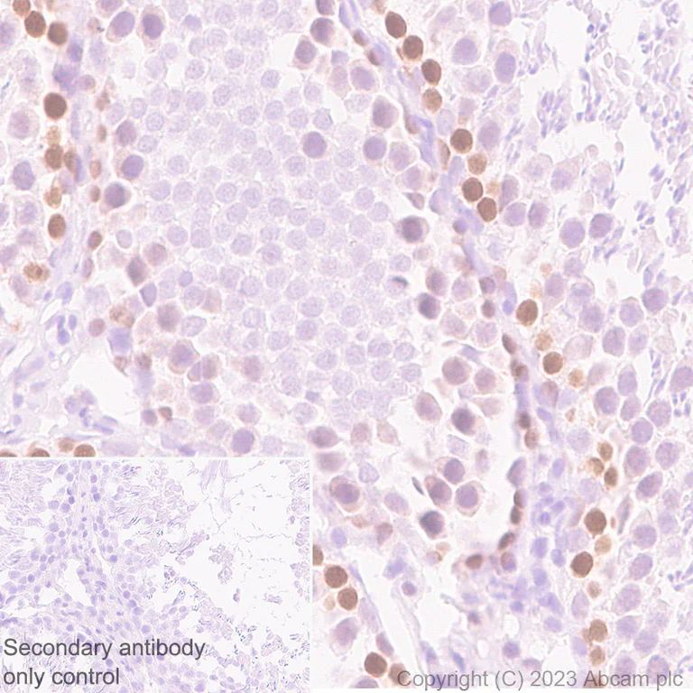 Immunohistochemistry (Formalin/PFA-fixed paraffin-embedded sections) - Anti-DOM3Z antibody [EPR27511-140] - BSA and Azide free (AB314125)