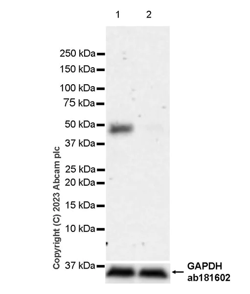 Western blot - Anti-DOM3Z antibody [EPR27511-140] - BSA and Azide free (AB314125)