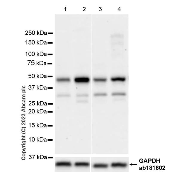Western blot - Anti-DOM3Z antibody [EPR27511-140] - BSA and Azide free (AB314125)