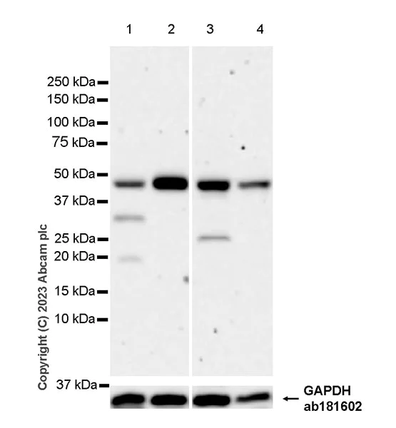 Western blot - Anti-DOM3Z antibody [EPR27511-140] - BSA and Azide free (AB314125)