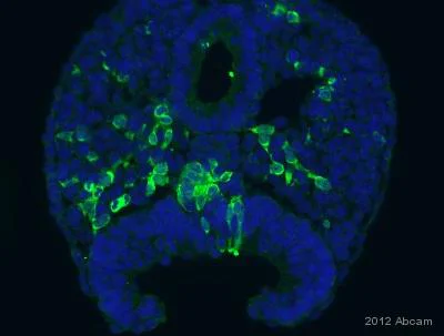 Immunohistochemistry (Frozen sections) - Donkey Anti-Chicken IgY H&L (FITC) (AB63507)