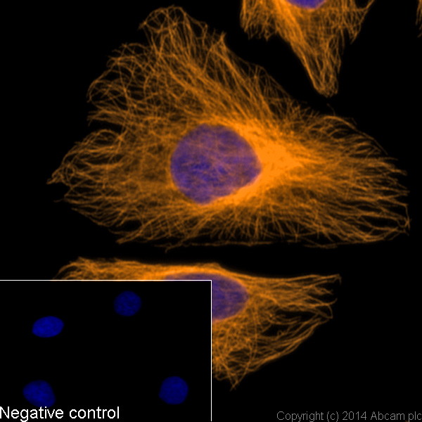 Immunocytochemistry/ Immunofluorescence - Donkey F(ab')2 Anti-Goat IgG H&L (Alexa Fluor® 594) preadsorbed (AB150140), expandable thumbnail