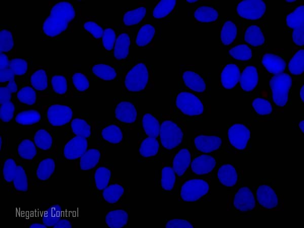 Immunocytochemistry/ Immunofluorescence - Donkey F(ab')2 Anti-Goat IgG H&L (Alexa Fluor® 647) preadsorbed (AB150139), expandable thumbnail