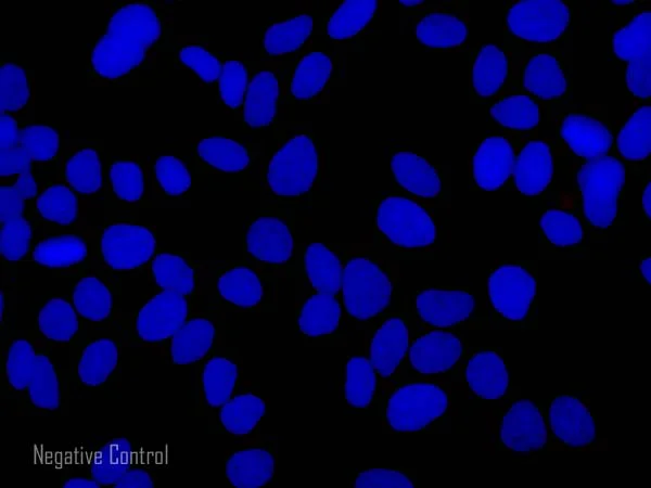 Immunocytochemistry/ Immunofluorescence - Donkey F(ab')2 Anti-Goat IgG H&L (Alexa Fluor® 647) preadsorbed (AB150139)