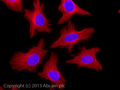Immunocytochemistry/ Immunofluorescence - Donkey F(ab')2 Anti-Goat IgG H&L (Alexa Fluor® 647) preadsorbed (AB150139), expandable thumbnail