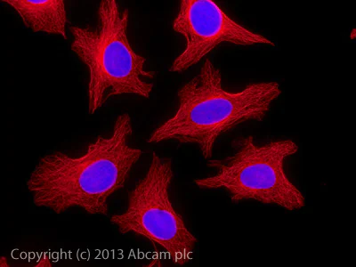 Immunocytochemistry/ Immunofluorescence - Donkey F(ab')2 Anti-Goat IgG H&L (Alexa Fluor® 647) preadsorbed (AB150139)