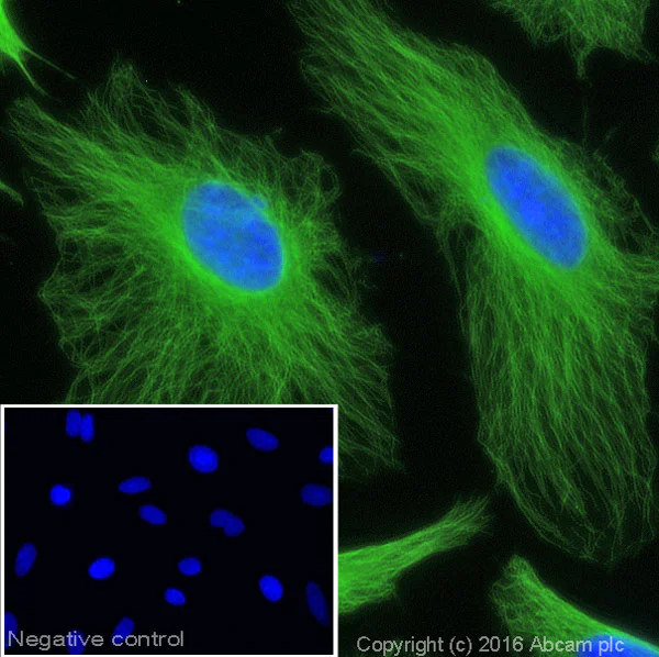 Immunocytochemistry/ Immunofluorescence - Donkey F(ab')2 Anti-Mouse IgG H&L (Alexa Fluor® 488) (AB181289)