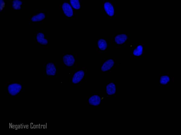 Donkey F(ab')2 Anti-Mouse IgG H&L (Alexa Fluor 568)