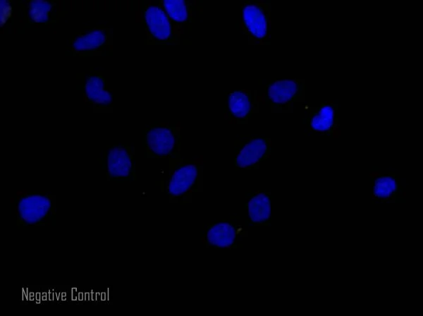 Immunocytochemistry/ Immunofluorescence - Donkey F(ab')2 Anti-Mouse IgG H&L (Alexa Fluor® 568) (AB175699)