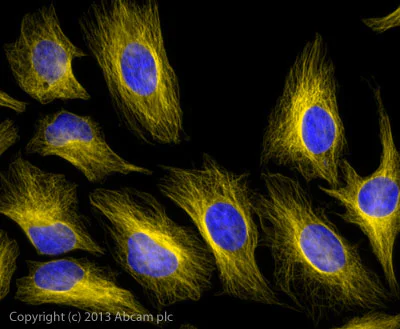 Immunocytochemistry/ Immunofluorescence - Donkey F(ab')2 Anti-Mouse IgG H&L (Alexa Fluor® 568) (AB175699)