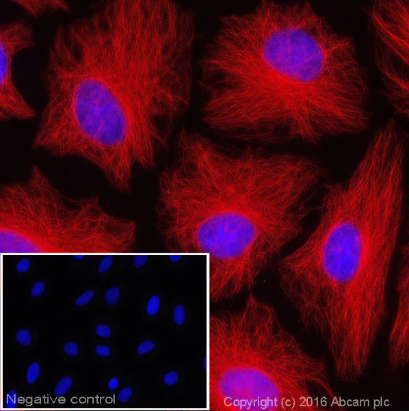 Immunocytochemistry/ Immunofluorescence - Donkey F(ab')2 Anti-Mouse IgG H&L (Alexa Fluor® 647) (AB181292)