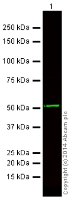 Western blot - Donkey F(ab')2 Anti-Mouse IgG H&L (Alexa Fluor® 750) (AB175737), expandable thumbnail