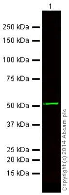 Western blot - Donkey F(ab')2 Anti-Mouse IgG H&L (Alexa Fluor® 750) (AB175737)