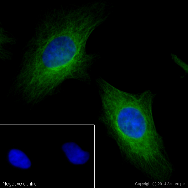 Immunocytochemistry/ Immunofluorescence - Donkey F(ab')2 Anti-Rabbit IgG H&L (Alexa Fluor® 488) preadsorbed (AB181346), expandable thumbnail