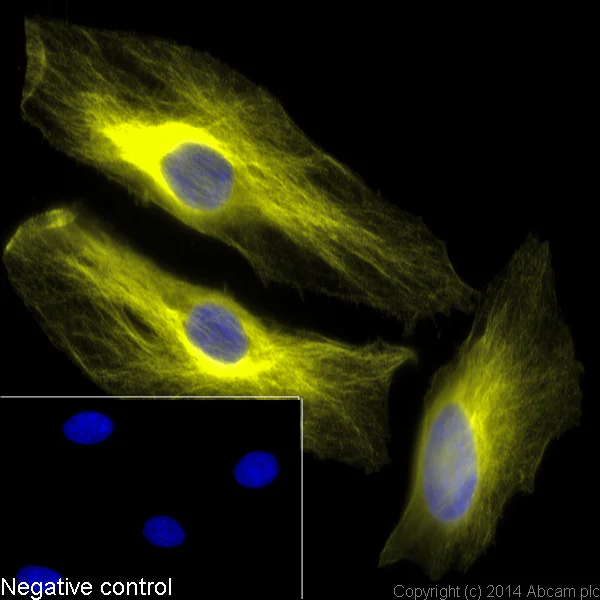 Immunocytochemistry/ Immunofluorescence - Donkey F(ab')2 Anti-Rabbit IgG - H&L (Alexa Fluor® 555), pre-adsorbed (AB150070)
