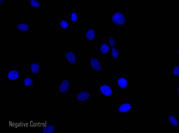 Immunocytochemistry/ Immunofluorescence - Donkey F(ab')2 Anti-Rabbit IgG H&L (Alexa Fluor® 568) preadsorbed (AB175694), expandable thumbnail