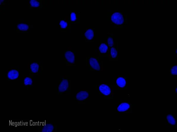Immunocytochemistry/ Immunofluorescence - Donkey F(ab')2 Anti-Rabbit IgG H&L (Alexa Fluor® 568) preadsorbed (AB175694)