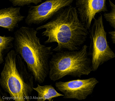 Immunocytochemistry/ Immunofluorescence - Donkey F(ab')2 Anti-Rabbit IgG H&L (Alexa Fluor® 568) preadsorbed (AB175694), expandable thumbnail